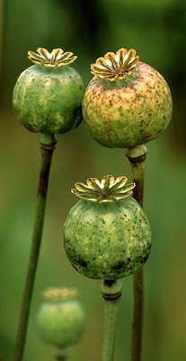 Poppy Pods