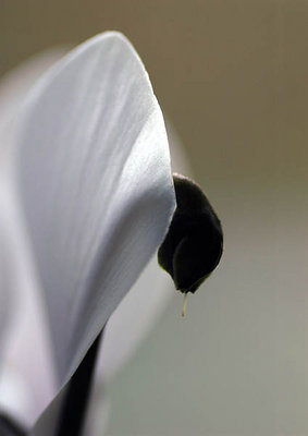 Shy