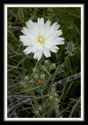 Desert Chicory