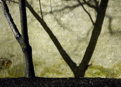 Tree & Shadow