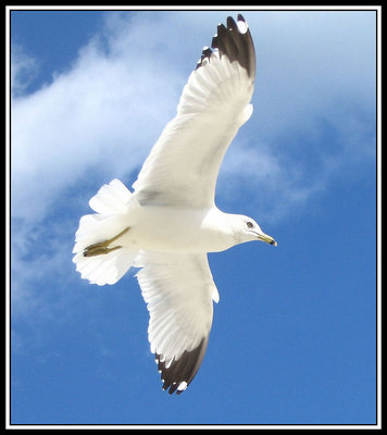 Seagull