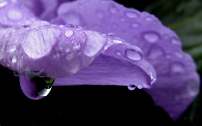 purple Rain