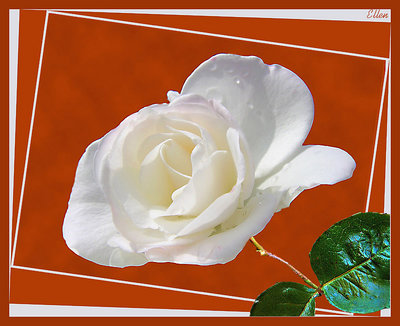 Rosa bianco