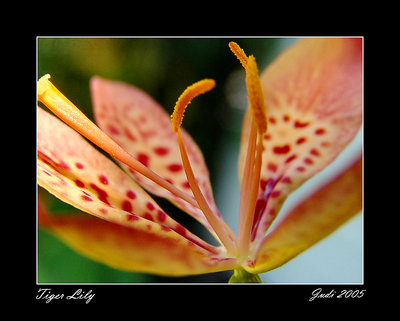 Tiger Lily