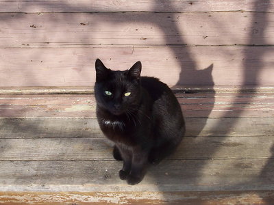 cat