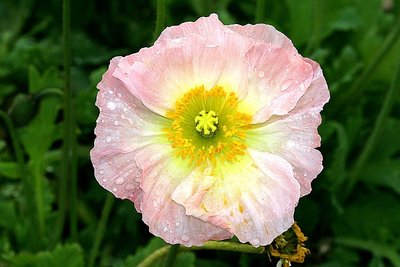 Papaver. nudicaule