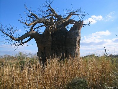 A VERY OLD TREE