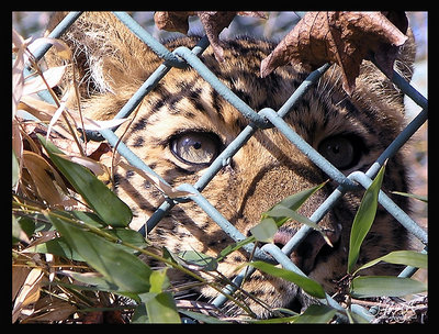 caged cheetah