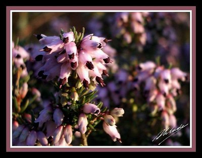 Heather