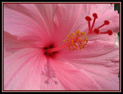 Hibiscus