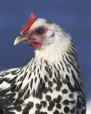 Poultry Portrait