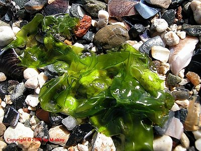 SEAWEED