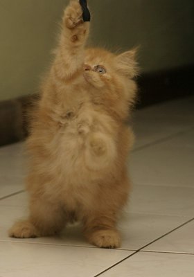 Gotcha!
