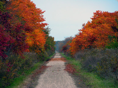 Autumn Pathway