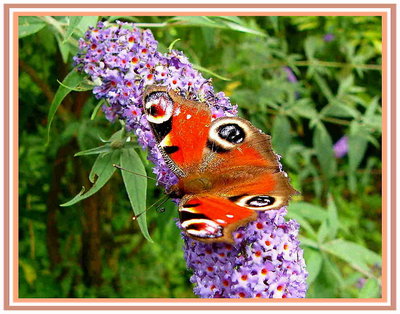 The Basking Butterfly