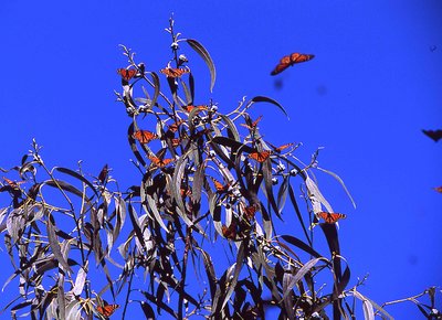 Wintering Monarchs