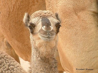My Camel