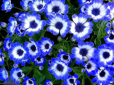 Cineraria II