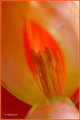~~inside tulip ~~