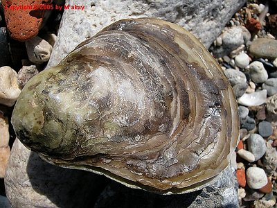 OYSTER 1