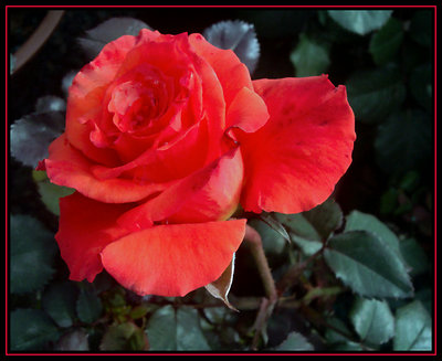 Dallas Red Rose