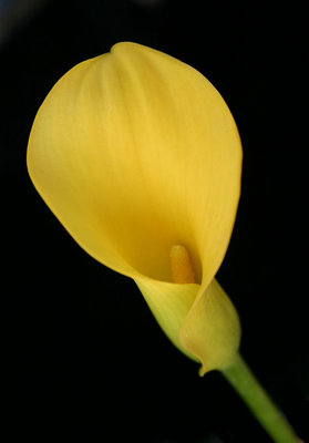Yellow calla