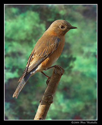 A Visiting Blue bird