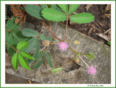 Mimosa pudica