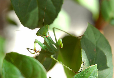 Happy Mantis