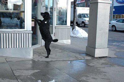 black poodle