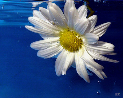 Underwatered flower