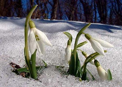 Snow flowers