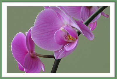 Orchid no. 3