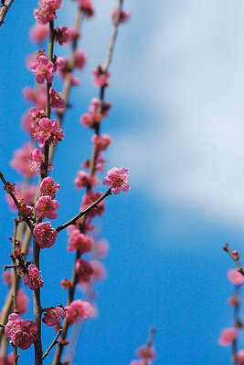 Japanese apricot