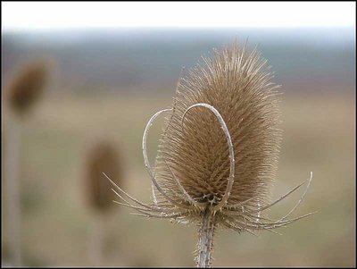 Teasel