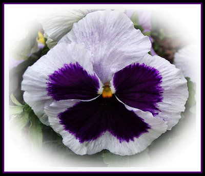 Purple and White Pansy