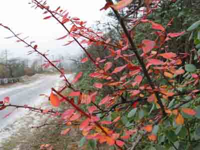 Spring on Road side