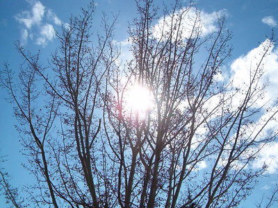 tree and sky and sun