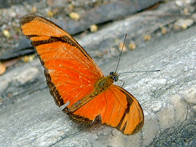 Orange_Wings