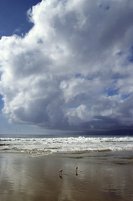 The Seashore