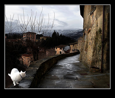 il gatto bianco