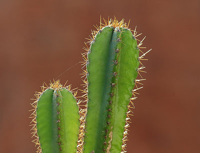 Prickly Pair