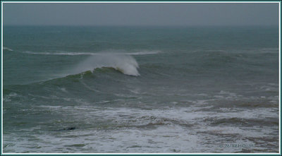 ~ shark in the surf ~