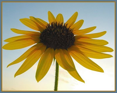 Sunset Sunflower