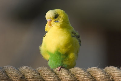 Budgie