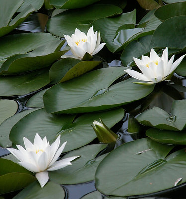 waterlily 1