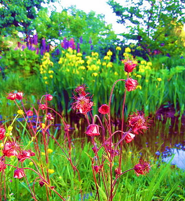 red flowers by the pond