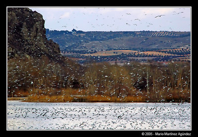 Birds Flying