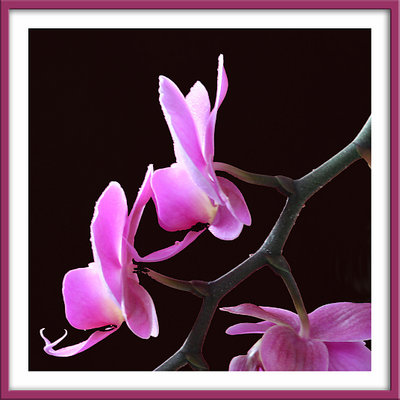 Orchid no. 4