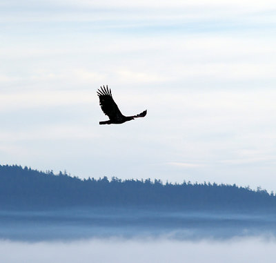 in flight